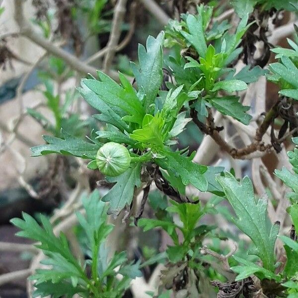 Euryops chrysanthemoides Foglia