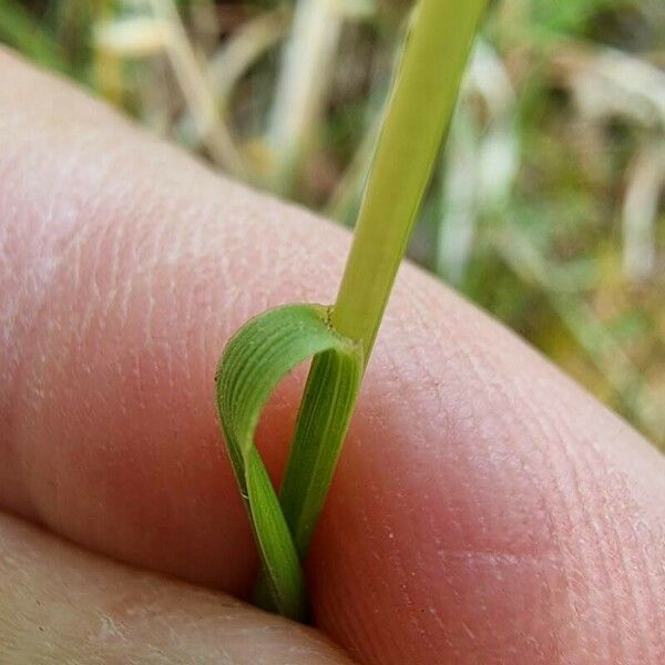 Festuca rubra Bark