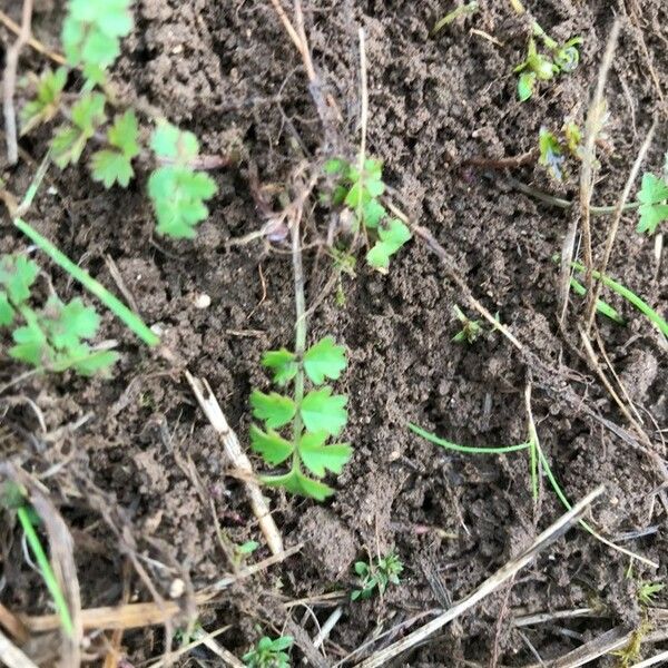 Pimpinella saxifraga Blad