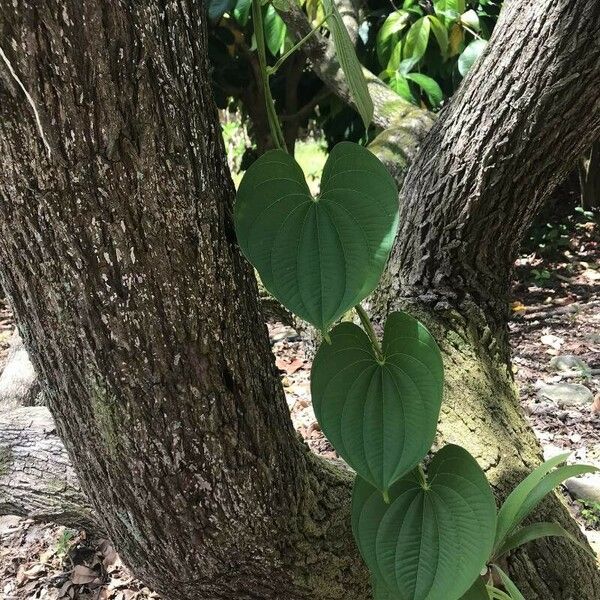 Dioscorea bulbifera Blatt