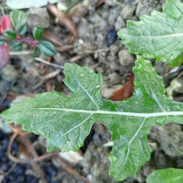 Diplotaxis erucoides Leaf