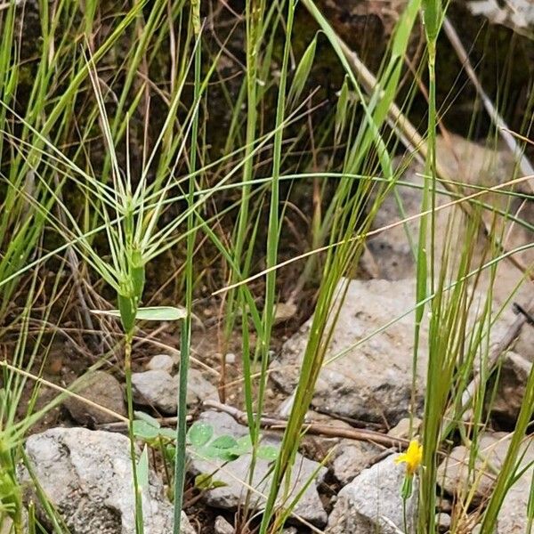 Aegilops triuncialis Other