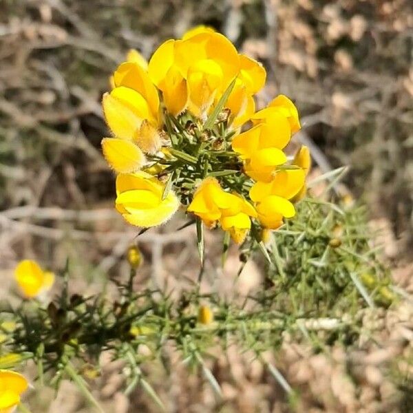 Ulex europaeus Květ