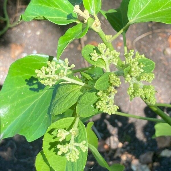 Premna serratifolia 花