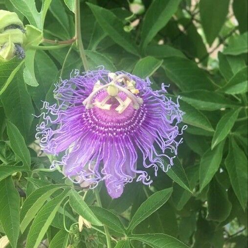 Passiflora incarnata 花