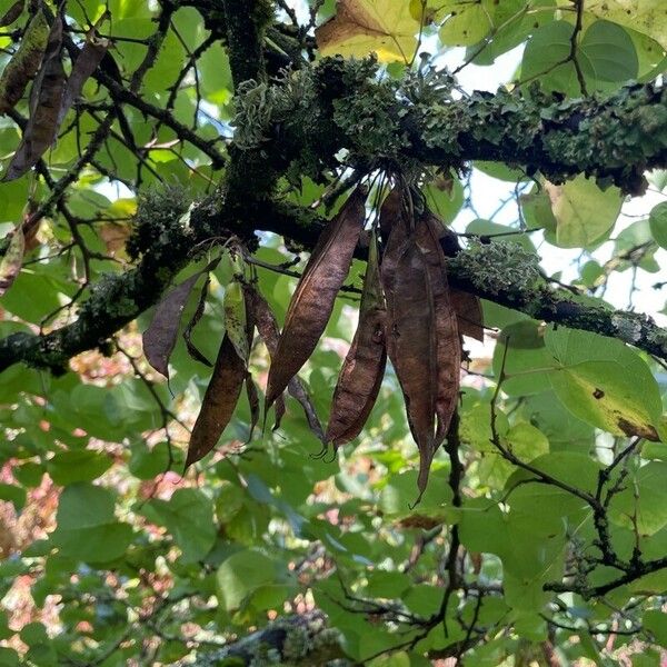 Cercis siliquastrum Frukt