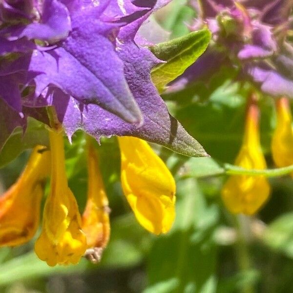 Melampyrum nemorosum 花