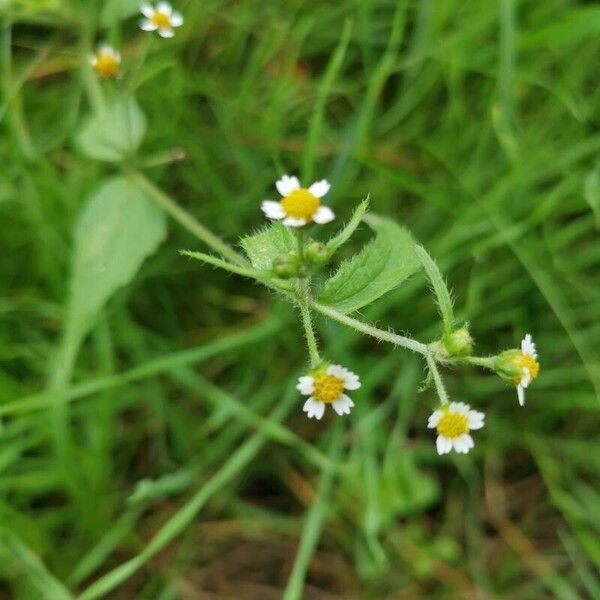 Galinsoga parviflora 花