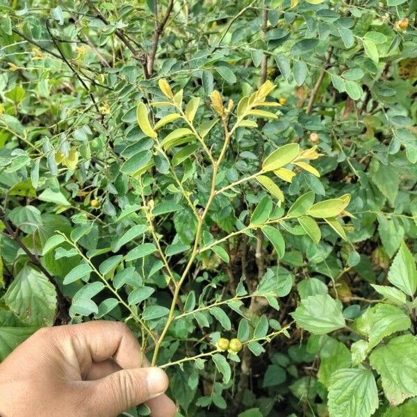 Breynia retusa Leaf