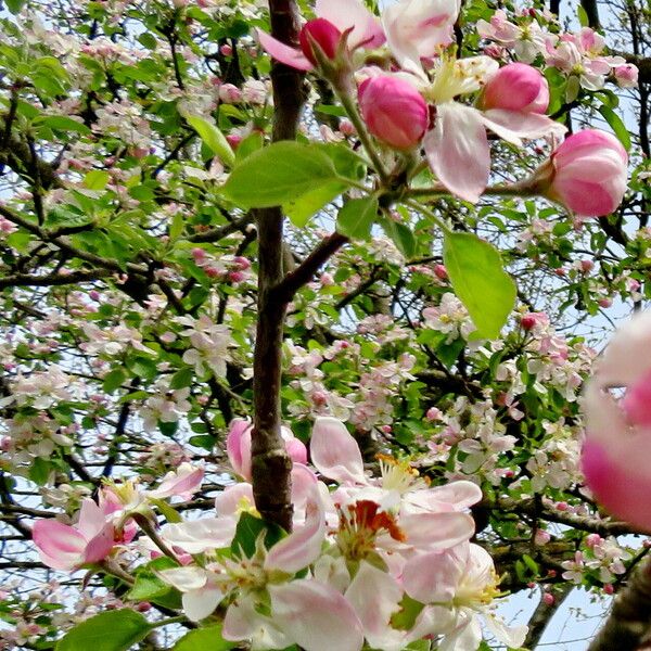 Malus domestica Flower