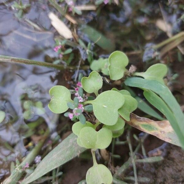 Dichondra micrantha Φύλλο