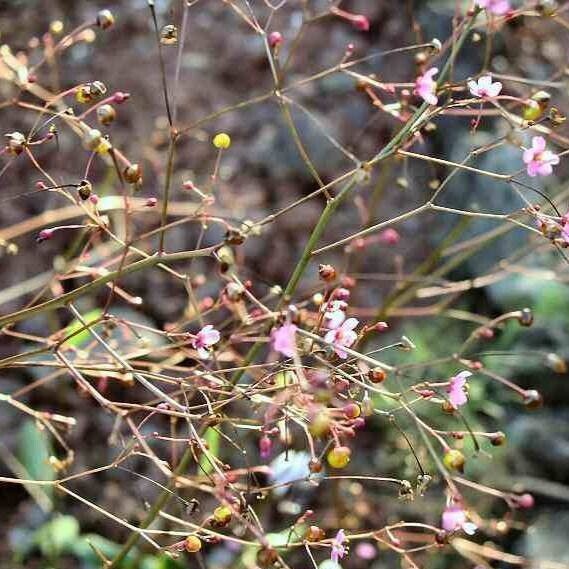 Talinum paniculatum പുഷ്പം