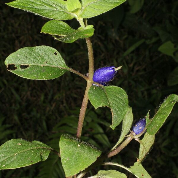 Coccocypselum herbaceum Flor