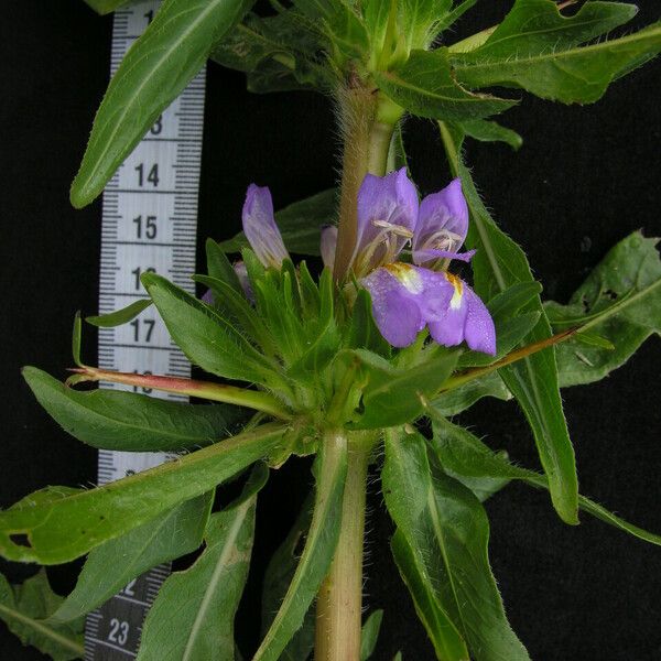 Hygrophila auriculata आदत