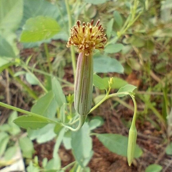 Porophyllum ruderale പുഷ്പം