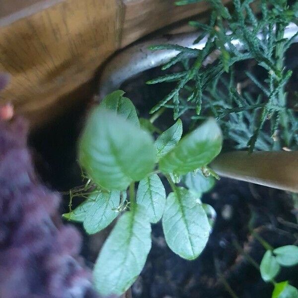 Cobaea scandens Leaf