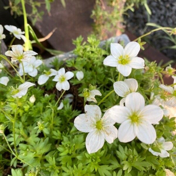 Saxifraga hypnoides Flor