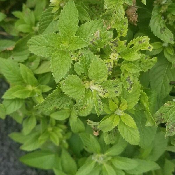 Mentha arvensis Leht