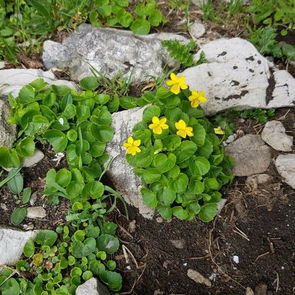 Viola biflora Fiore