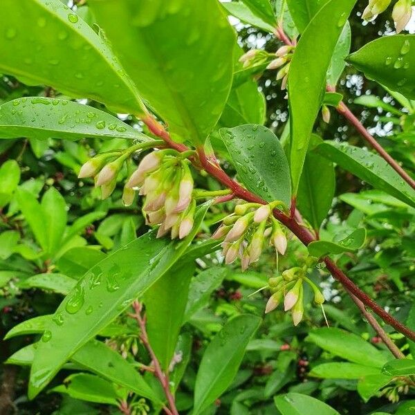 Ardisia elliptica Blüte