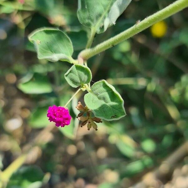 Boerhavia diffusa 花