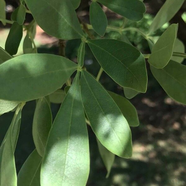 Schrebera alata Blatt