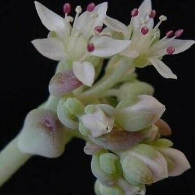 Sedum clavatum Flor