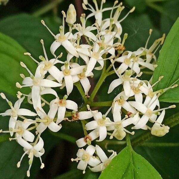 Cornus amomum Flower