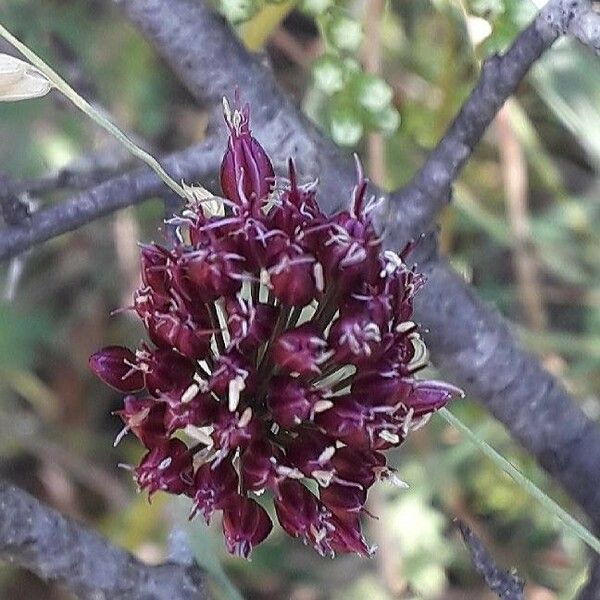 Allium sphaerocephalon Квітка
