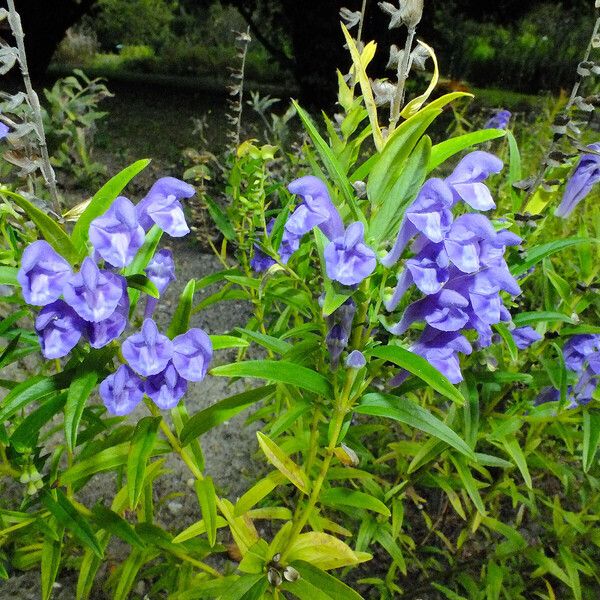 Scutellaria baicalensis 花