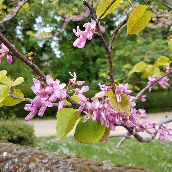 Cercis siliquastrum Blüte