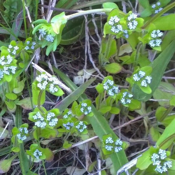 Valeriana locusta Fleur