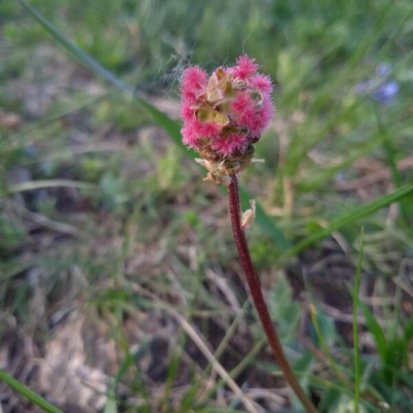 Poterium sanguisorba Flower