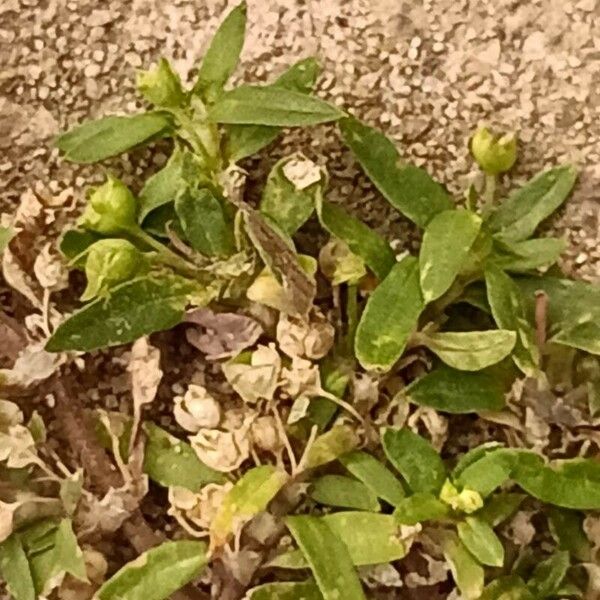 Oldenlandia corymbosa Frunză