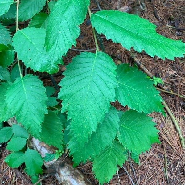 Ulmus americana Blad