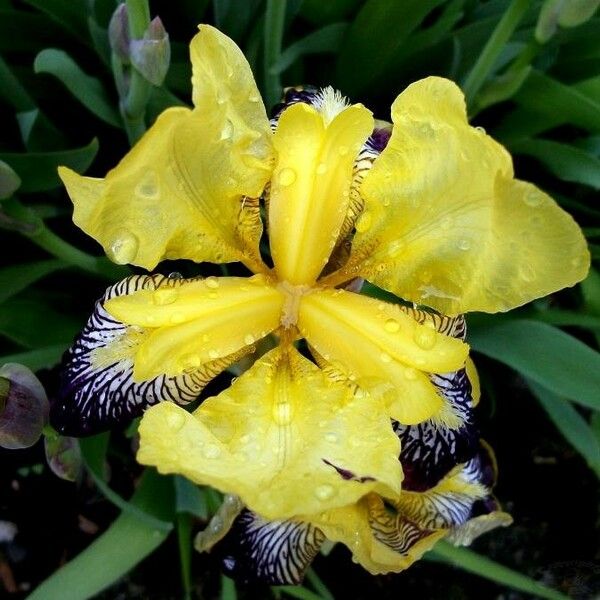 Iris variegata Floare