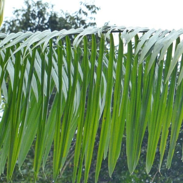 Euterpe oleracea Leaf