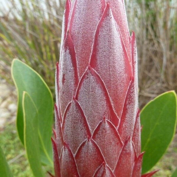 Protea cynaroides ফুল