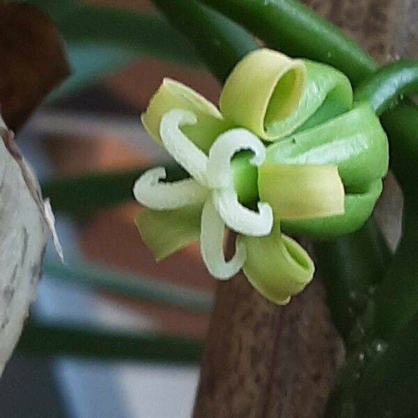 Vasconcellea pubescens Flower