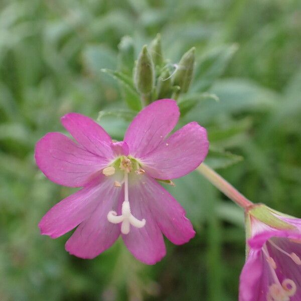 Epilobium hirsutum फूल