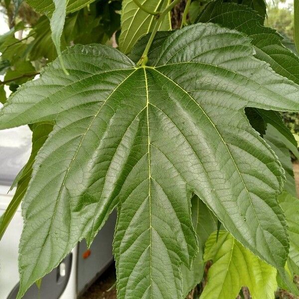 Morus indica Fuelha