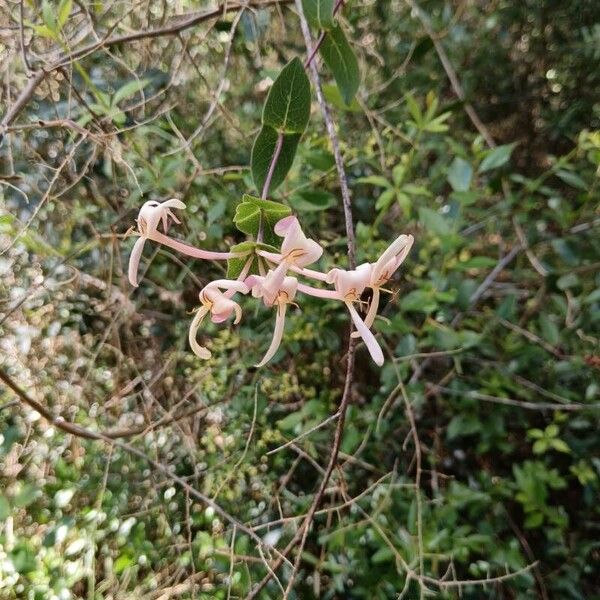 Lonicera caprifolium Flower