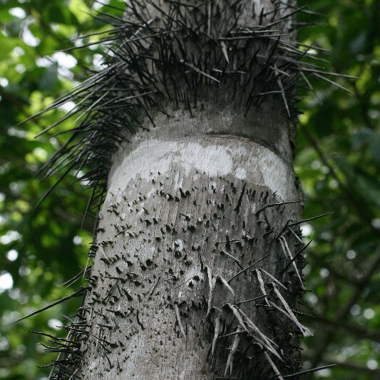 Bactris gasipaes Кора