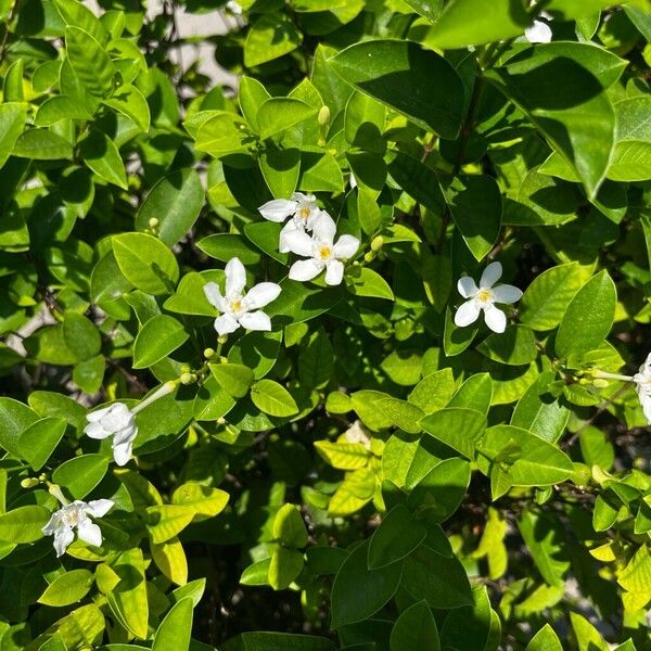 Wrightia religiosa Кветка