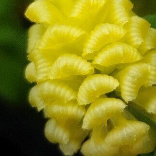 Trifolium campestre Fiore