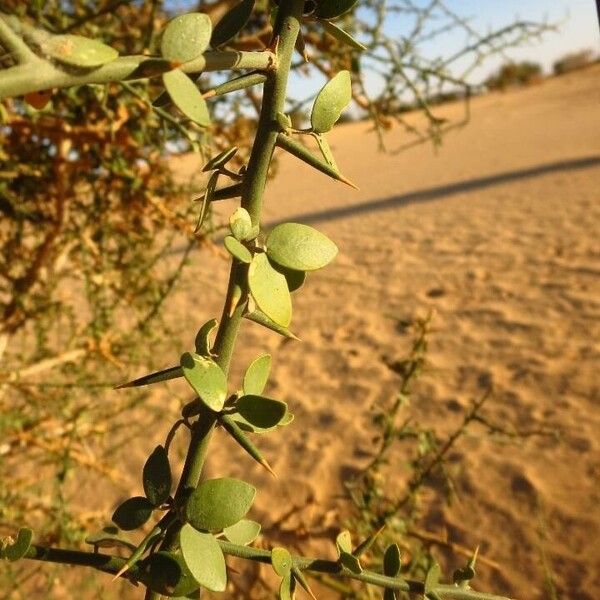 Balanites aegyptiaca Fuelha