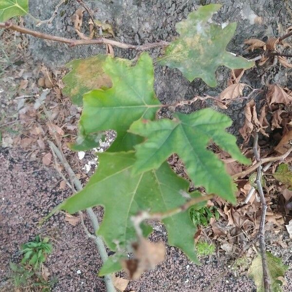 Platanus orientalis Folha