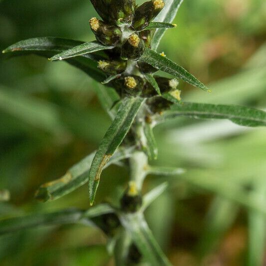 Gnaphalium sylvaticum Flower