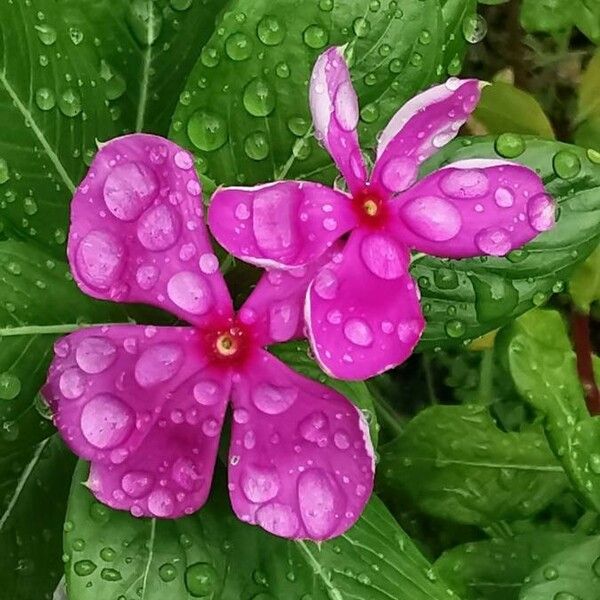 Catharanthus roseus Blomst