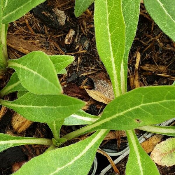 Silphium integrifolium পাতা